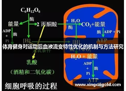 体育健身对运动后血液流变特性优化的机制与方法研究