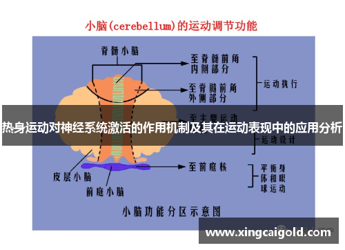 热身运动对神经系统激活的作用机制及其在运动表现中的应用分析